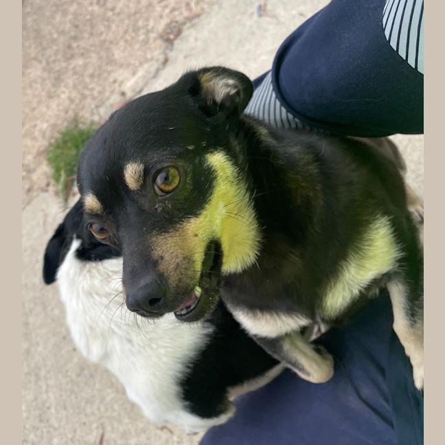 Photo of Nani