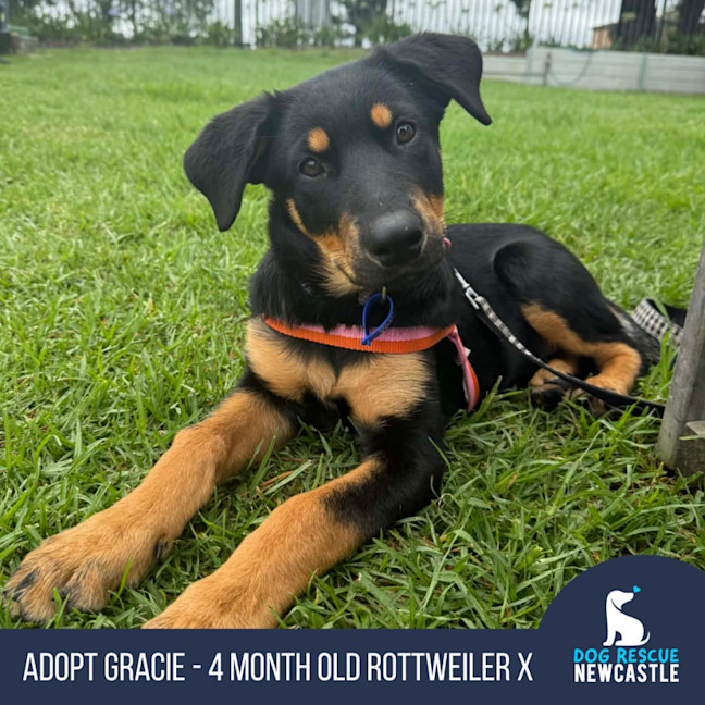 Photo of Gracie   4 Month Old Rottweiler X Shepherd 