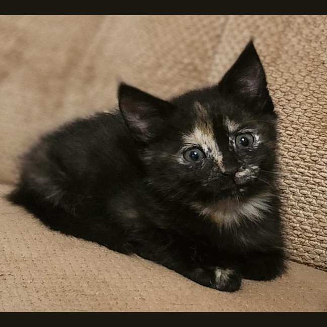 Photo of Twix