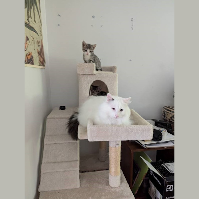 Photo of Quasimodo Sta012480