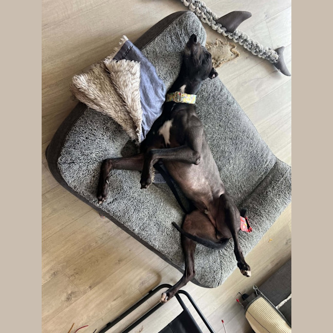 Photo of Boston, The Greyhound