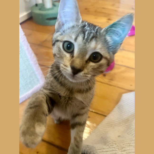 Photo of Meisha