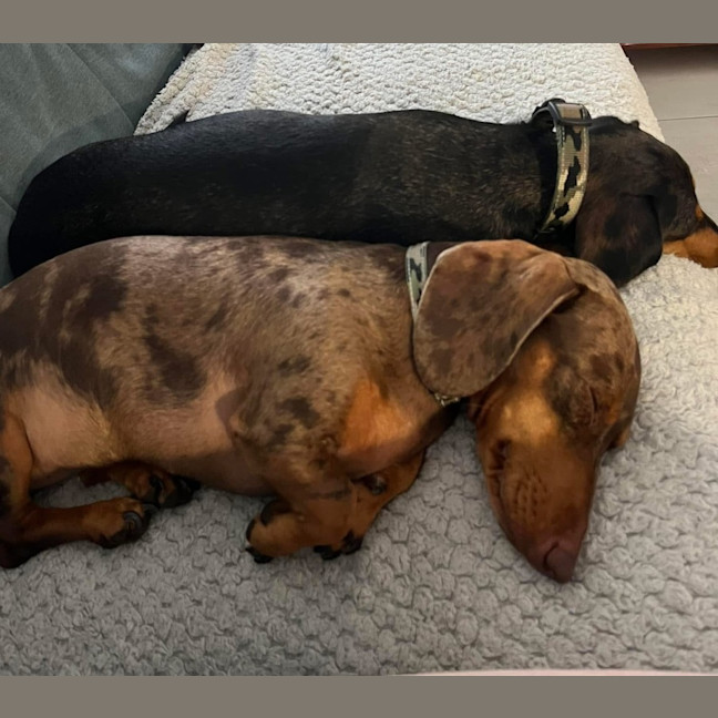 Photo of Bowie And Wombat