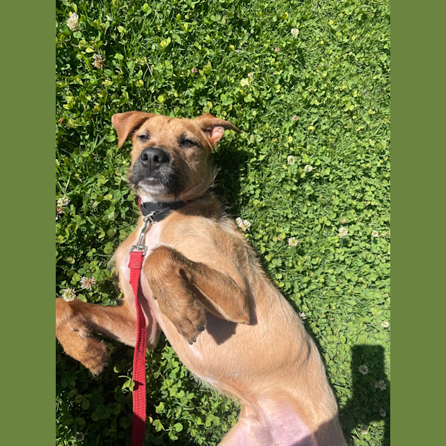 Photo of Sarge