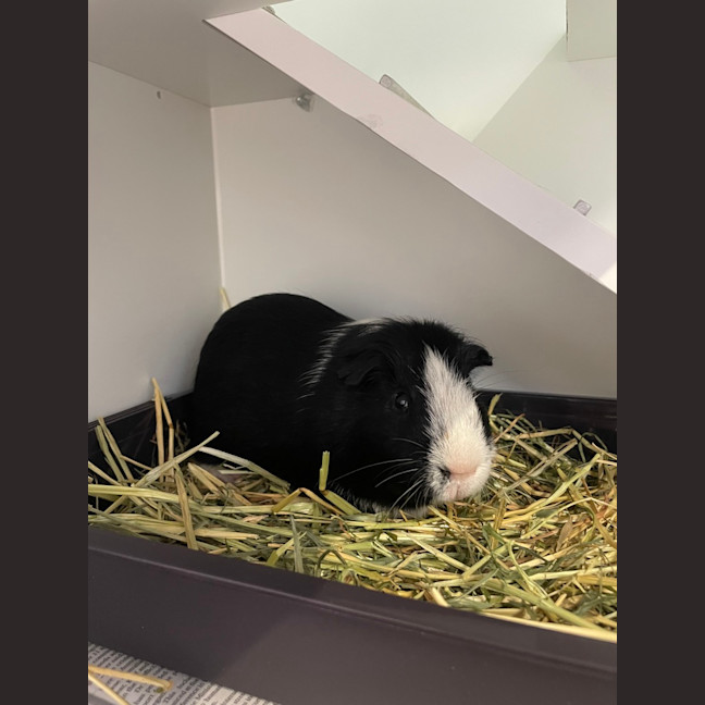Photo of Pippin (Bonded To Gandalf)