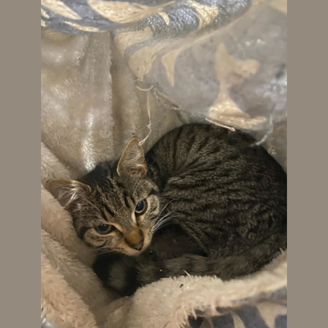 Photo of Connie* 9 Lives Project Rescue*