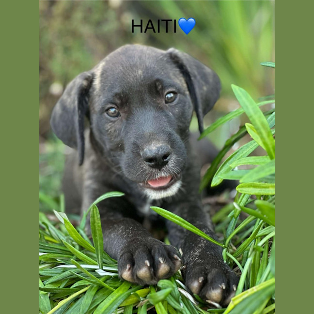 Photo of Haiti