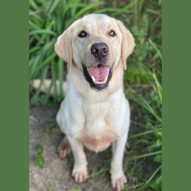 Photo of Rambo