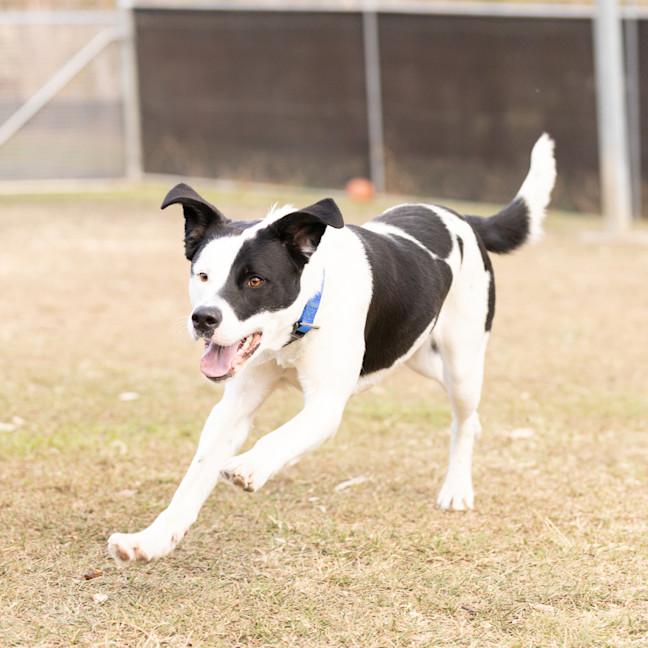 Photo of Daisy