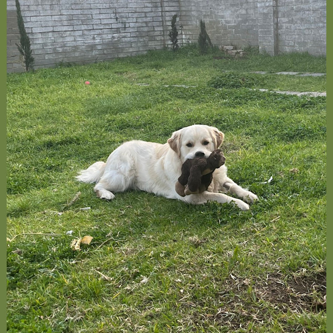 Photo of Walter (Was Cookie)