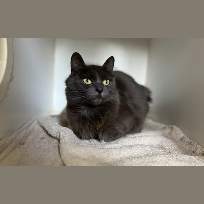 Photo of Queen Maeve