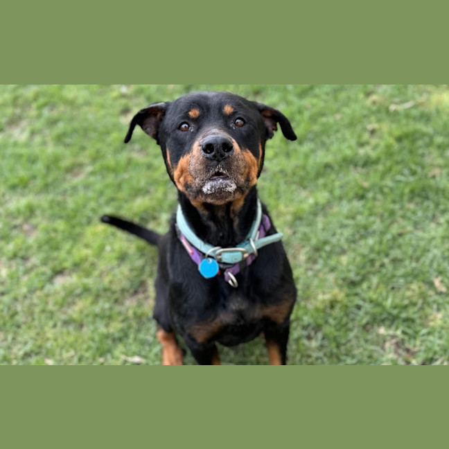 Photo of Ziggy