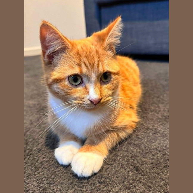 Photo of Ronald