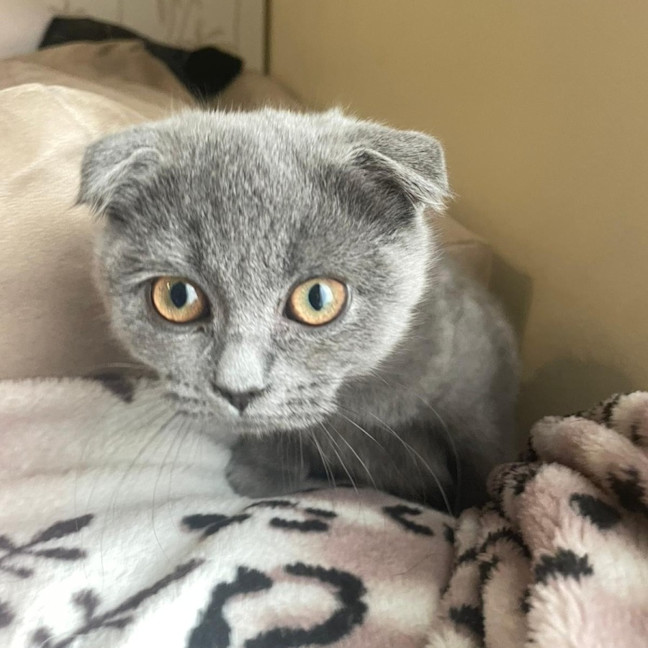 Photo of Hyperion