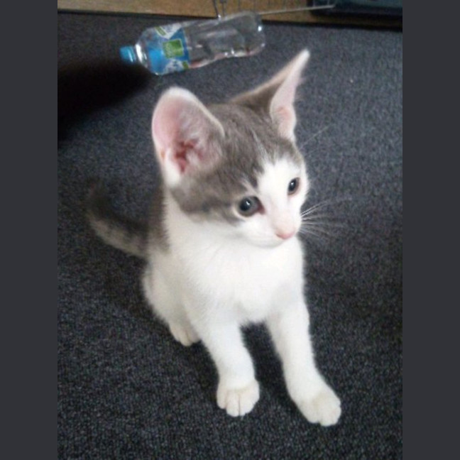 Photo of Millie Available 12/4