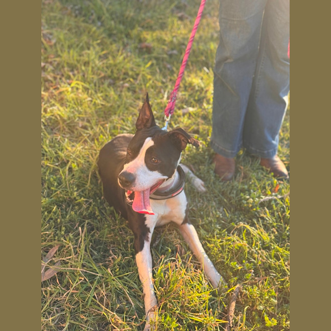 Photo of Stitch