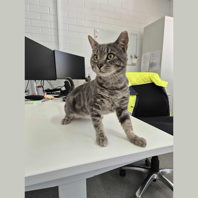 Photo of Draco! 🎩