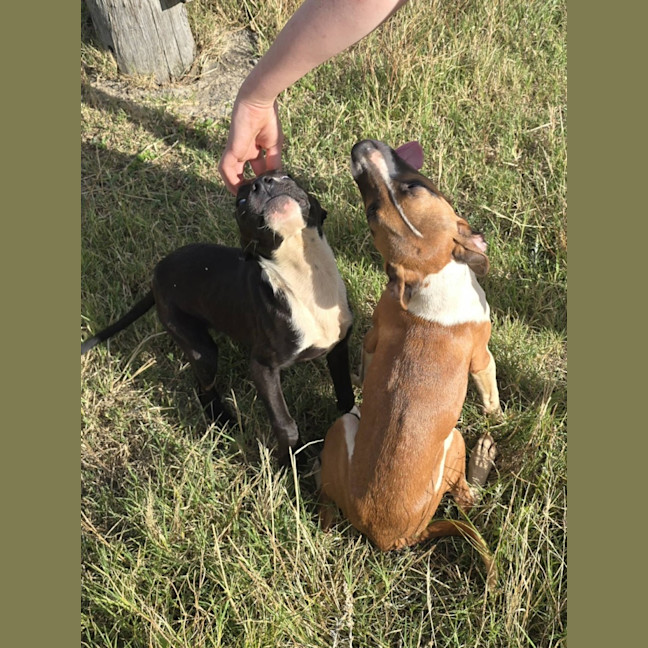 Photo of Kailey   5 Month Old Staffy X