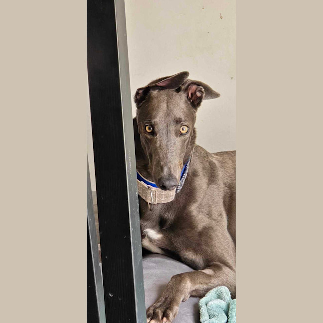 Photo of Hansel, The Blue Greyhound