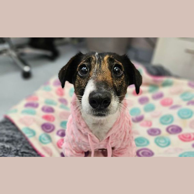 Photo of Rosie