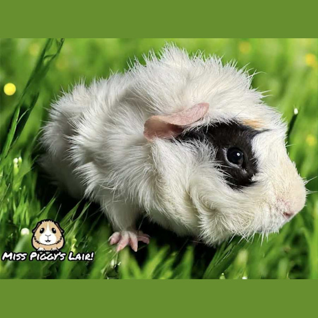 Photo of Patch