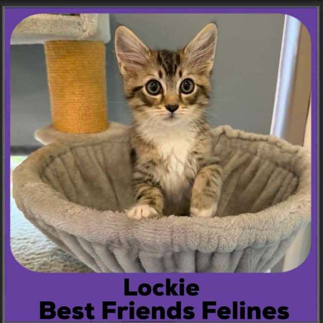 Photo of Lockie 