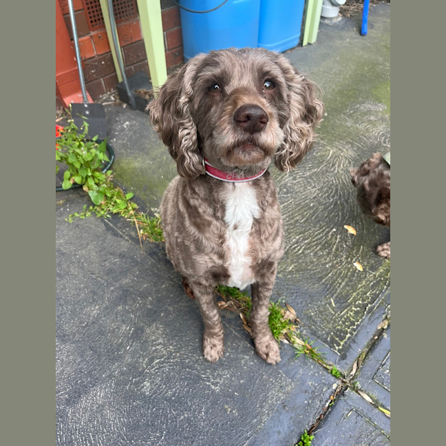 Photo of Charlie & Mei Mei