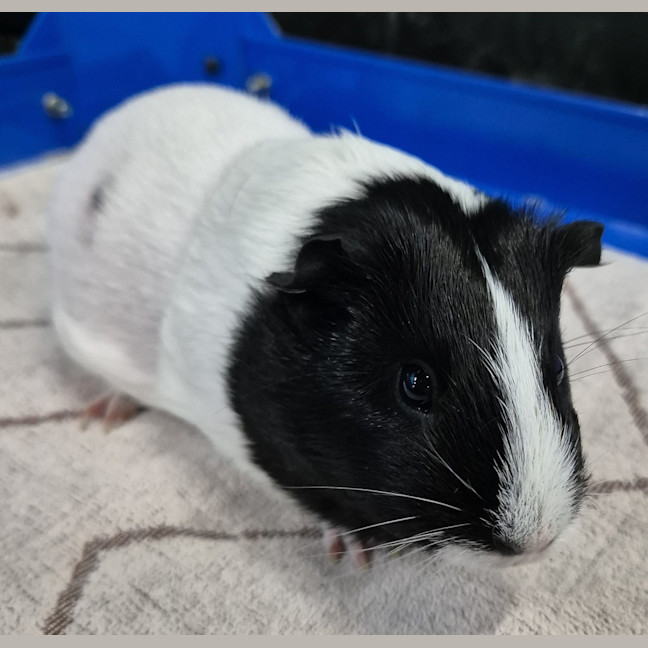 Photo of Hope (Bonded With Harmony)