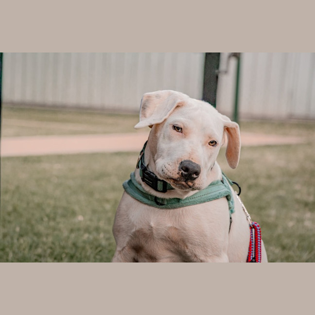 Photo of Snowball