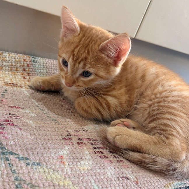 Photo of Scout