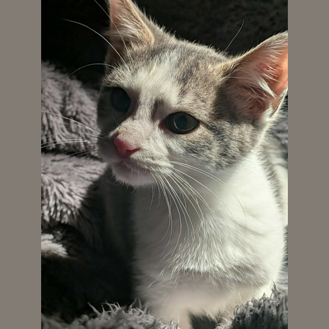 Photo of Pedro   In Foster Care In Ashburton