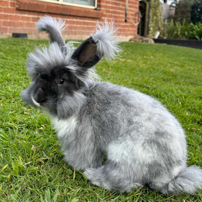Photo of Pebbles (W Cotton Candy)