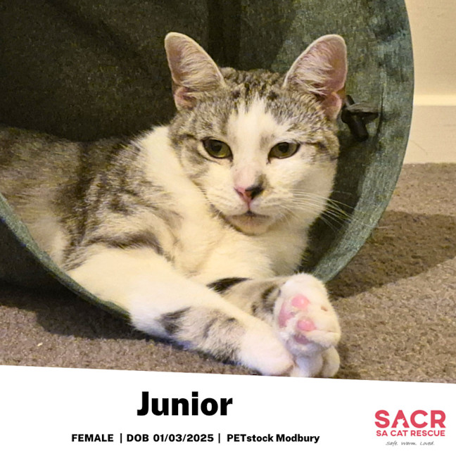 Photo of Junior