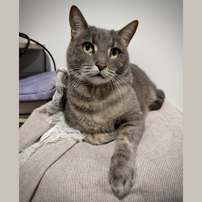 Photo of Donut