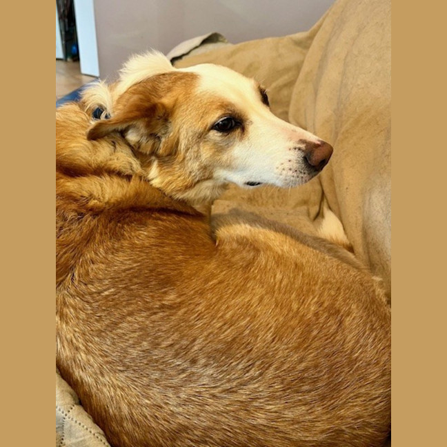 Photo of Chloe   5 Year Old Border Collie