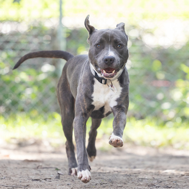 Photo of Cobalt