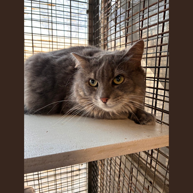 Photo of Luna
