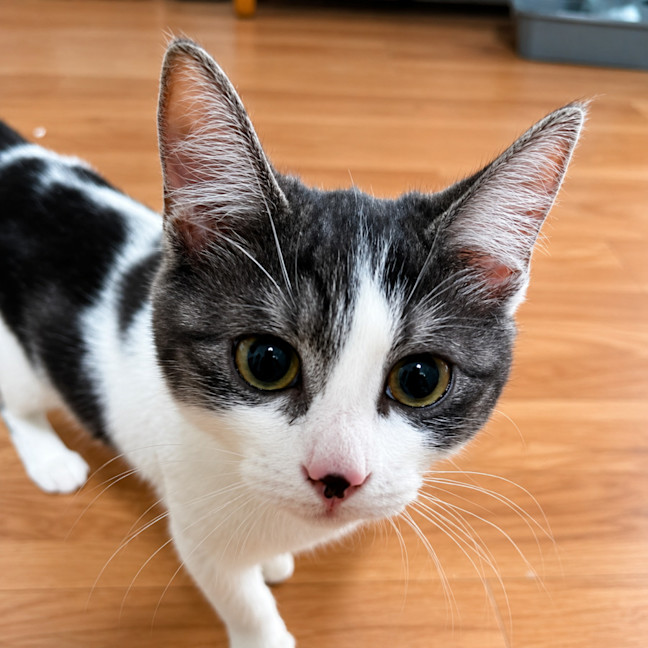 Photo of Squeal
