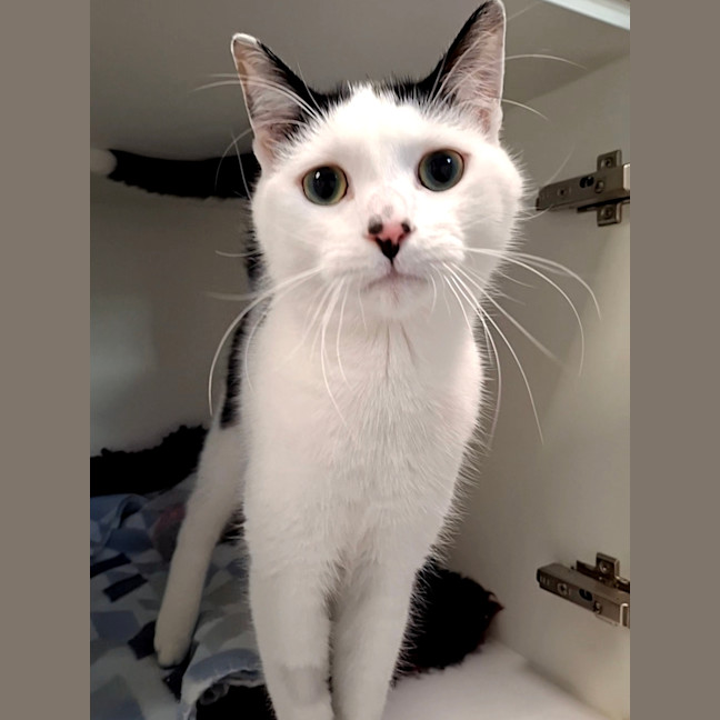 Photo of Bagel