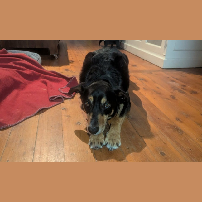Photo of Trigger   7 Year Old Kelpie