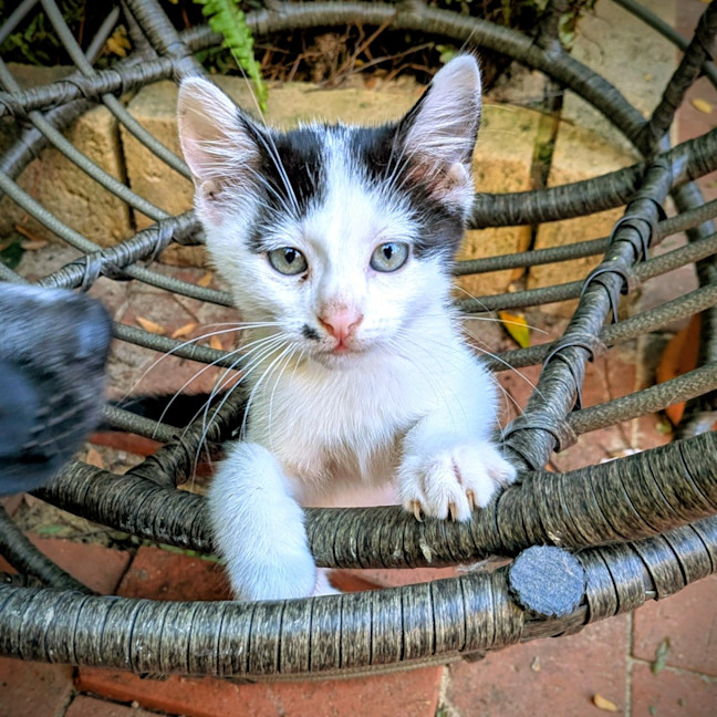 Photo of Minty