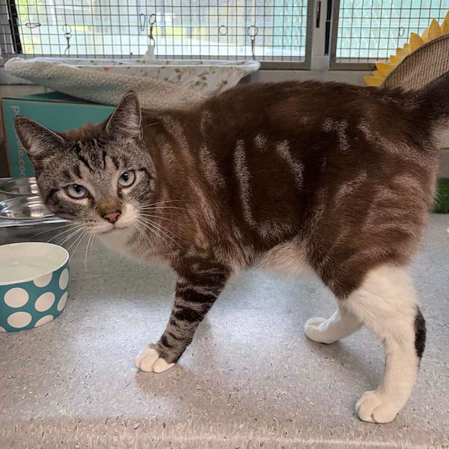 Photo of Smokey