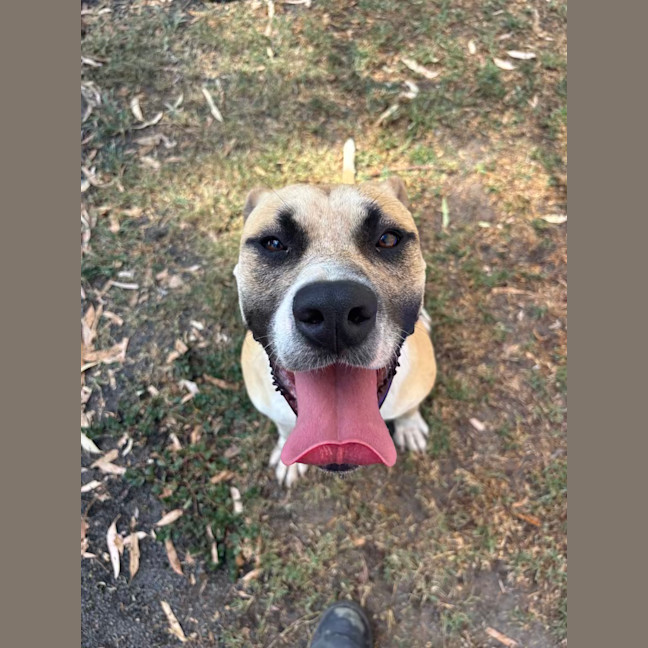 Photo of Rex