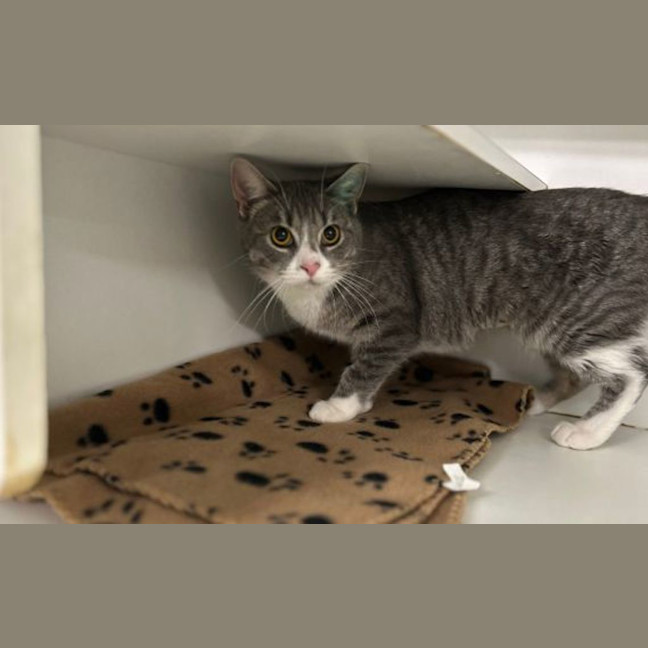 Photo of Meowmeow