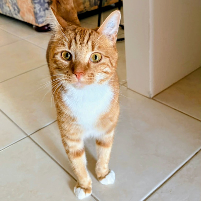Photo of Link