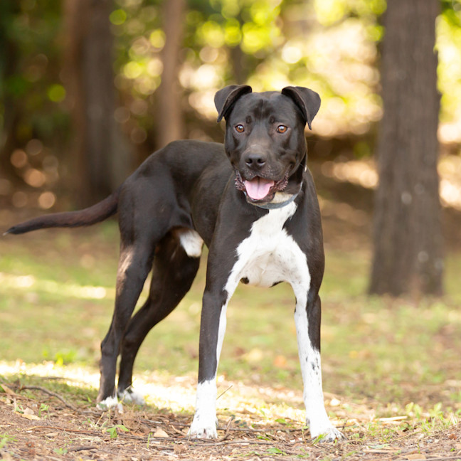 Photo of Buddy (Buzz)