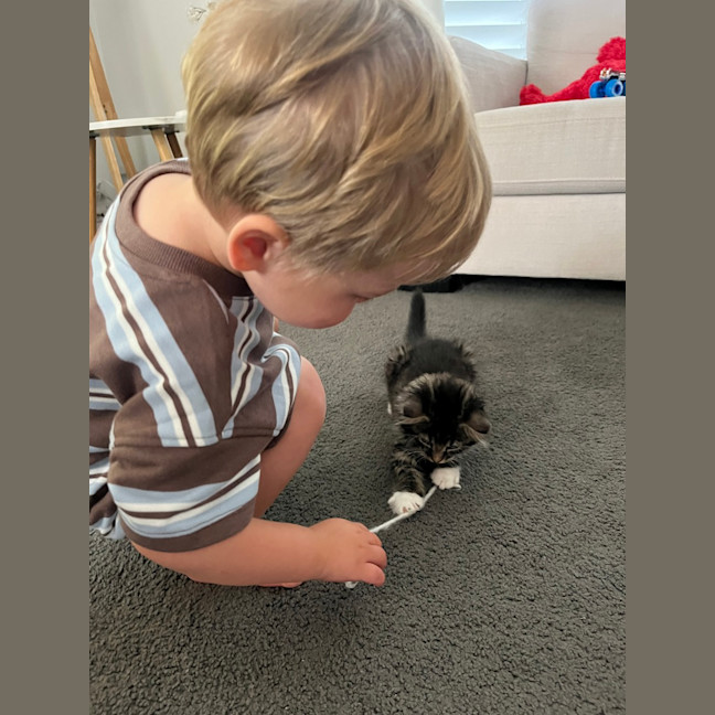 Photo of Gizmo (Was Pesto)