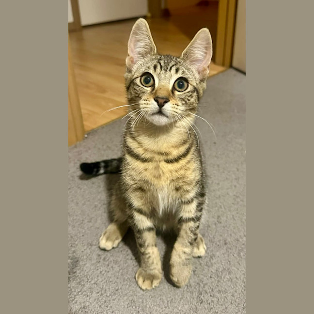 Photo of Tobias Torrens