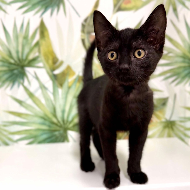 Photo of Asher   Located In Keilor 