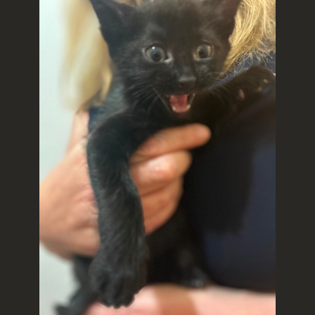 Photo of Ziggy And Mars